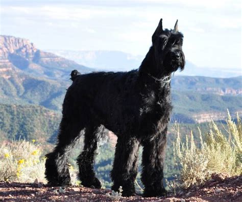 Giant Schnauzer Dog Breed Information And Images K9 Research