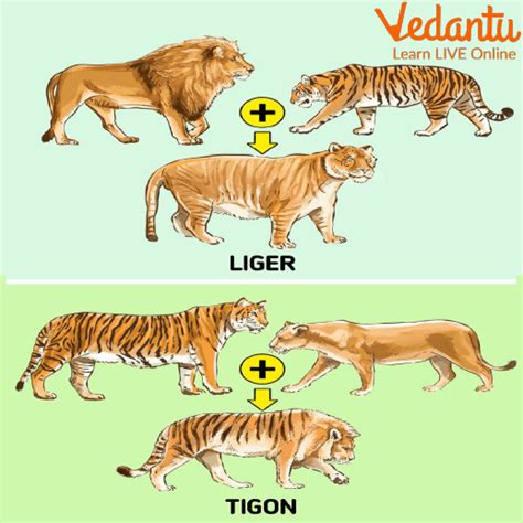 Tiger Subspecies Comparison