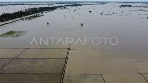 SAWAH TERDAMPAK BANJIR DI KABUPATEN BEKASI ANTARA Foto