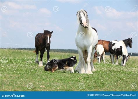 Irish Cob Playing With Border Collie Stock Photo Image Of Mammal