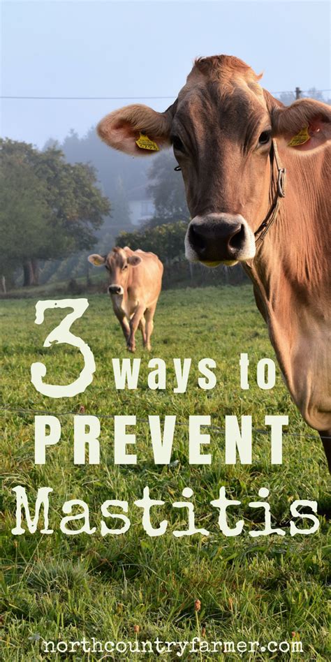 Prevent Mastitis In Your Homestead Cow Mini Cows Raising Farm