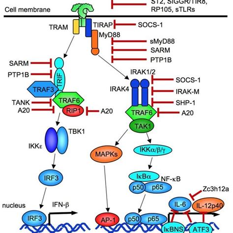 The overview of TLR signaling. TLR1, TLR2, TLR4, TLR5, and TLR6 are ...