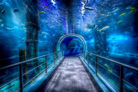 Melbourne Aquarium - Hidden City Secrets