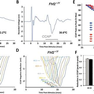 Temperature Modulation Of C Fiber Compound Action Potential Conduction