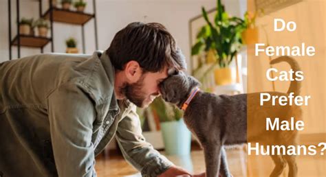 Do Female Cats Prefer Male Humans Learnaboutcat