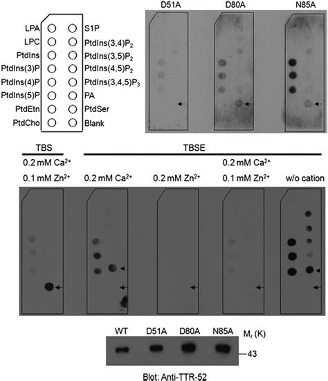 Ttr 52 Mutations And Cation Depletion Disrupt Ptdser Binding In Vitro