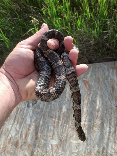 Eastern Milksnake – PA HERP IDENTIFICATION