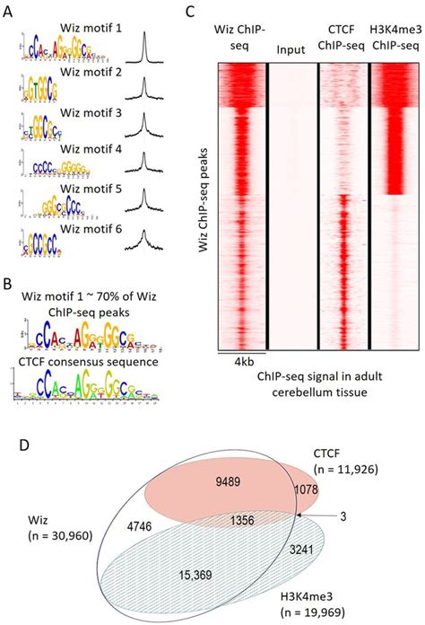 Wiz Binds Active Promoters And CTCF Binding Sites And Is Required For