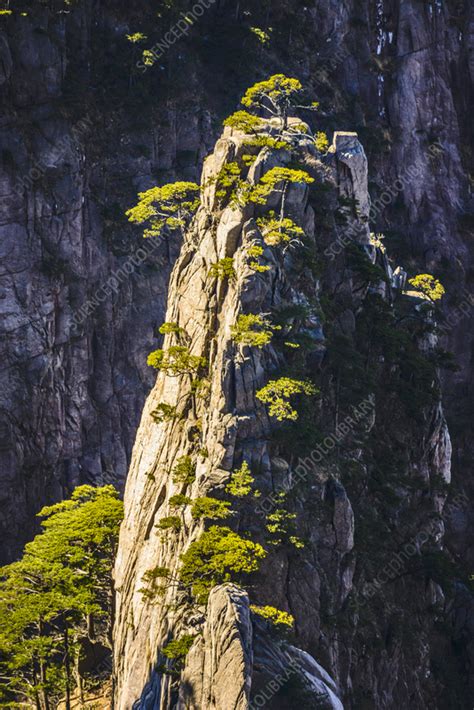 Huangshan Mountains, China - Stock Image - F037/6998 - Science Photo Library