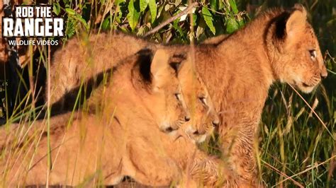 Lion Cubs On The Rocks Maasai Mara Safari Zebra Plains Youtube