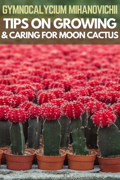 Gymnocalycium Mihanovichii How To Care For Moon Cactus