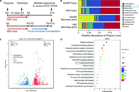 Commensal Microbiota May Regulate Il A Signaling Pathway During S