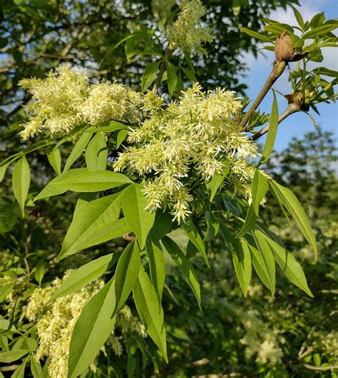 Fraxinus ornus - Trees and Shrubs Online