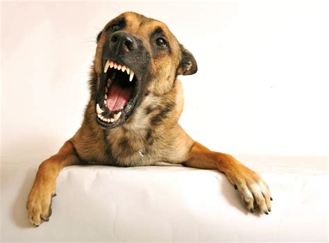 Why Dog Growling Is a Good Thing | The Dog People by Rover.com