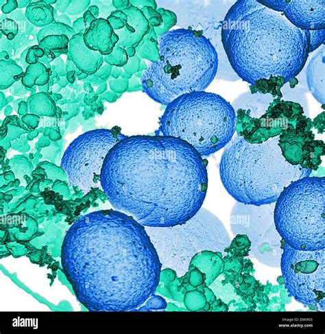 Micrographie Lectronique Balayage De S Aureus S Chapper La