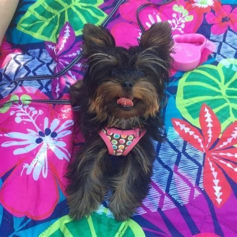 Yorkie Shout Outs Yorkie Happy Friday Shout Out