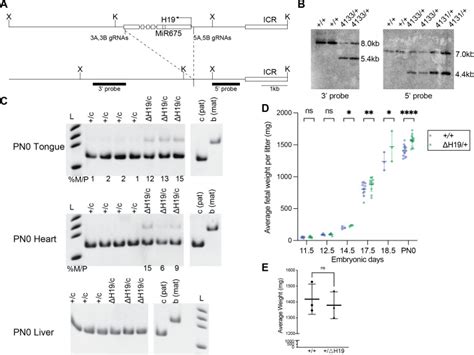 Dysregulated H19igf2 Expression Disrupts Cardiac Placental Axis During