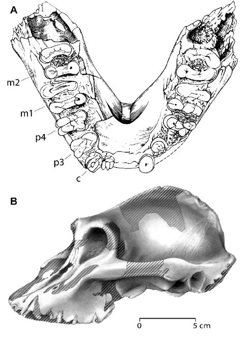 11 A Holotype Of Paranthropus Aethiopicus Mandible Omo 18 1967 18