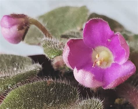 Micro Miniature African Violet Etsy