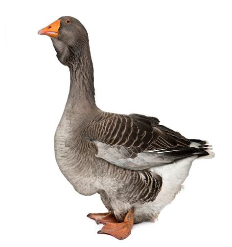 Premium Photo Toulouse Goose