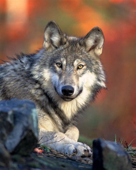 Colorado Voters Want Wolves Back In Colorado Now Comes The Hard Part