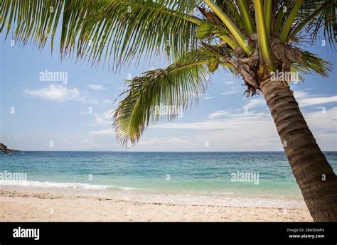 Coconut Palm Cocos Nucifera Sai Deng Beach Koh Tao Gulf Of