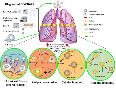 基础医学院炎症生物学研究团队积极开展新冠病毒研究工作 西安交通大学医学部