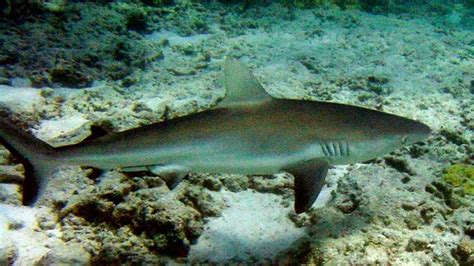 Shark Attack Near Iconic Maui Beaches - Beat of Hawaii