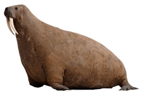 Walrus Image Hd Png De Mammifère Png All