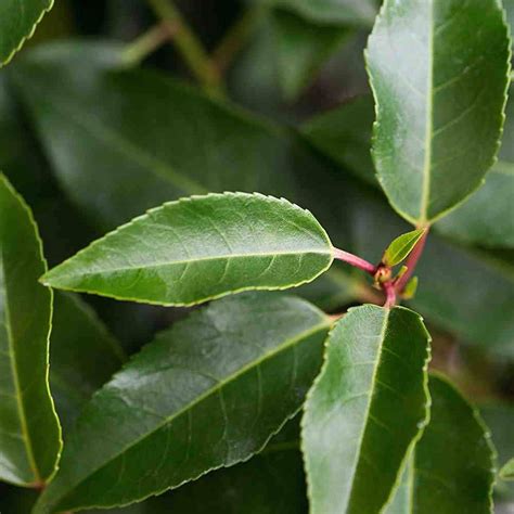 Laurel Hedge Portuguese Laurel Prunus Lusitanica Angustifolia