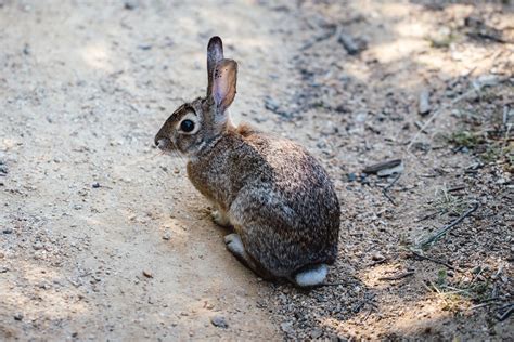 Rabbit Pest Control Geelong Treatment Removal And Inspection