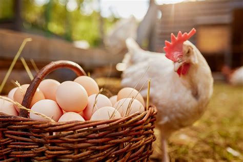 The Health Benefits Of Eggs Freedom Ranger Hatchery Blog