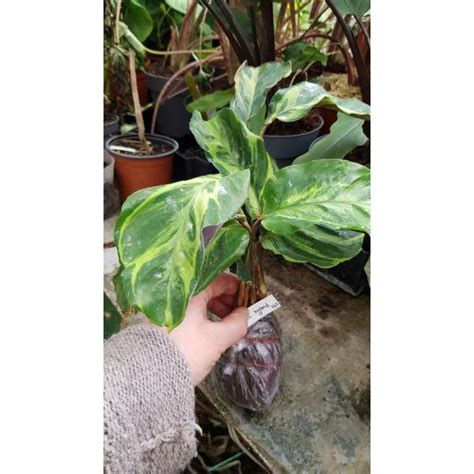 Calathea Louisae Electric Shock