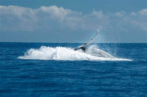 Baleia Jubarte Rompendo Fundo Do Oceano Pac Fico Em Cabo San Lucas