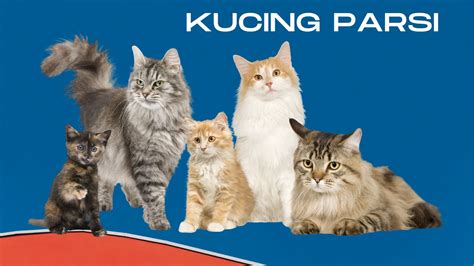 Kucing Parsi Tips Penjagaan Pantang Larang Perlu Anda Tahu