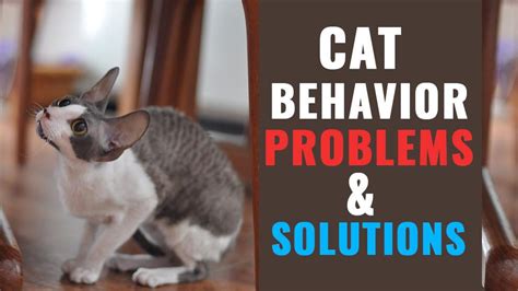 Common Cat Behavior Problems & Solutions - Petmoo