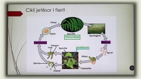 9 06 017 - Java e nëntë - Biologji - cikli jetësor i bimëve me spore ...