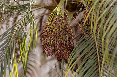 Pygmy Date Palm Stock Image Image Of Plant Outdoor 287073845