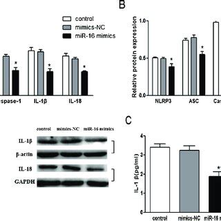 Mir Reduces The Mrna And Protein Expression Levels Of Nlrp Asc