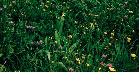 Flowers in a Meadow in Summer · Free Stock Photo