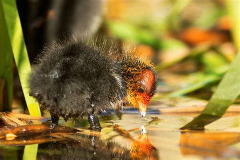 รูปภาพQuag – เลือกดูภาพถ่ายสต็อก เวกเตอร์ และวิดีโอ956 | Adobe Stock