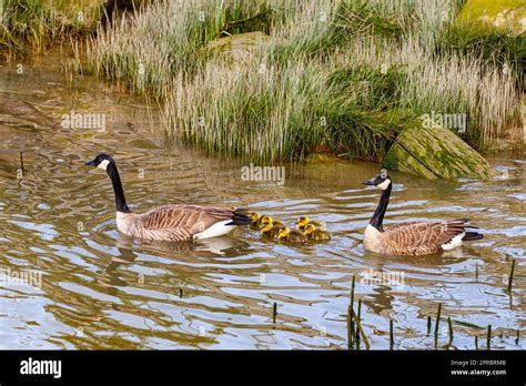 Pair Of Canada Geese Swimming With Their Brood Of Chicks Along The