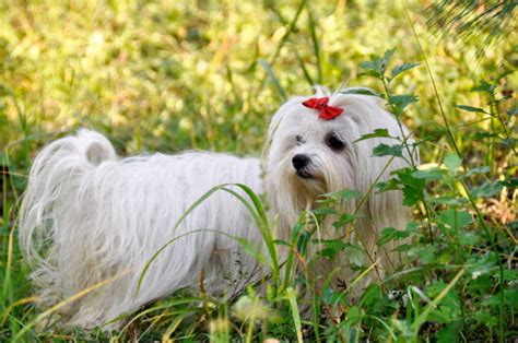 150+ Fotos, Bilder und lizenzfreie Bilder zu Maltezer - iStock