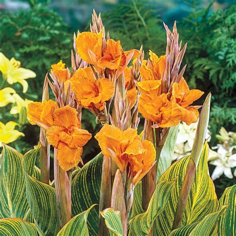 Breck's Pretoria Giant Variegated Canna Lily Bulbs with Orange Flowers ...