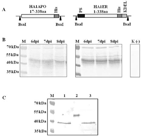 Expression Of Ha1 In Plants A Schematic Diagram Of The Ha1subunit