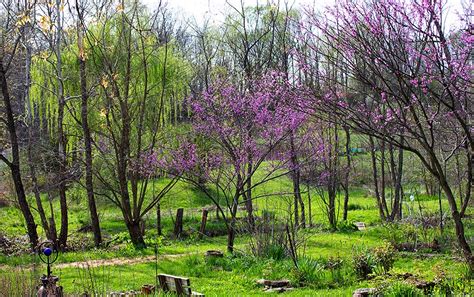 Rurification | Robin Edmundson: Redbud Spring