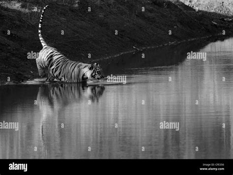 Swimming Royal Bengal Tiger Stock Photo Alamy