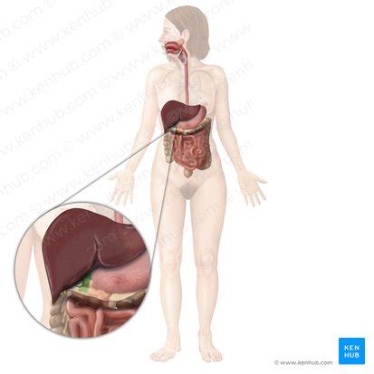 Ileum: Anatomy, Histology, Composition, Functions Kenhub, 46% OFF