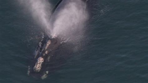 Samples Of Blowhole Spray Could Save Right Whales From Extinction