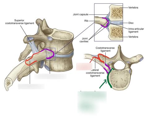 Thoracic Vertebrae And Articulation With Ribs Diagram Quizlet